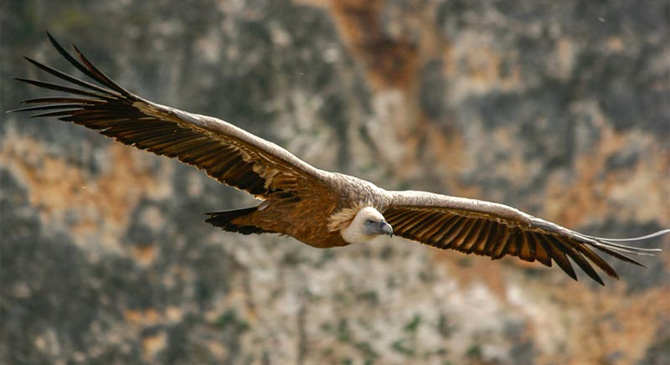 Ruta interpretativa por las Hoces del Duratón, buitres leonados en vuelo