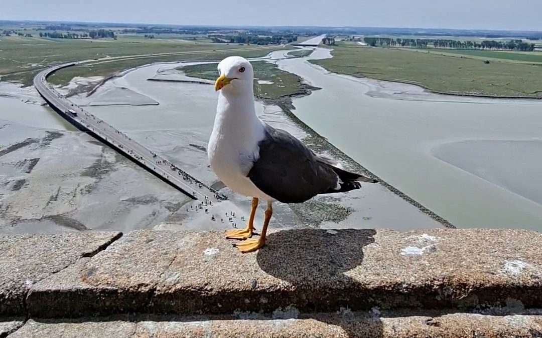 Guía completa para visitar Mont Saint-Michel en Normandía: cómo llegar, horarios de la abadía, mareas, qué ver y consejos prácticos para vivir esta isla única entre cielo y mar.