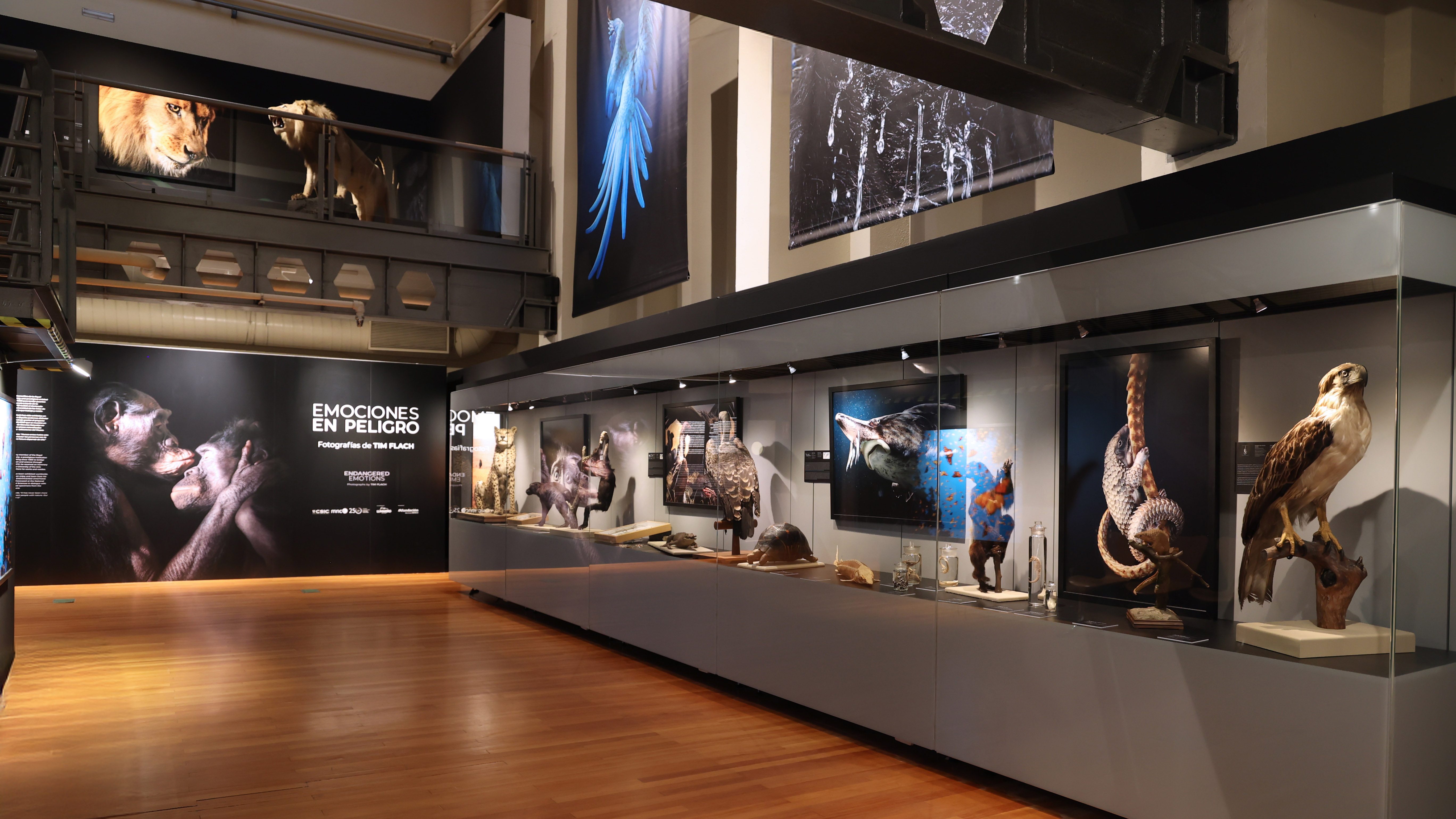 Los 10 mejores museos de Madrid que no te puedes perder.Madrid es una ciudad vibrante, llena de vida, historia y arte en cada rincón. Si te gusta viajar de forma independiente y descubrir la esencia de los lugares que visitas, los museos madrileños te ofrecerán una ventana al alma de la capital española. Aquí te dejo una guía con los 10 museos imprescindibles que te recomiendo visitar, con datos prácticos, curiosidades y alguna que otra leyenda que los hace aún más interesantes. Guía de Mototurismo, Madrid | SUKI ON THE ROAD