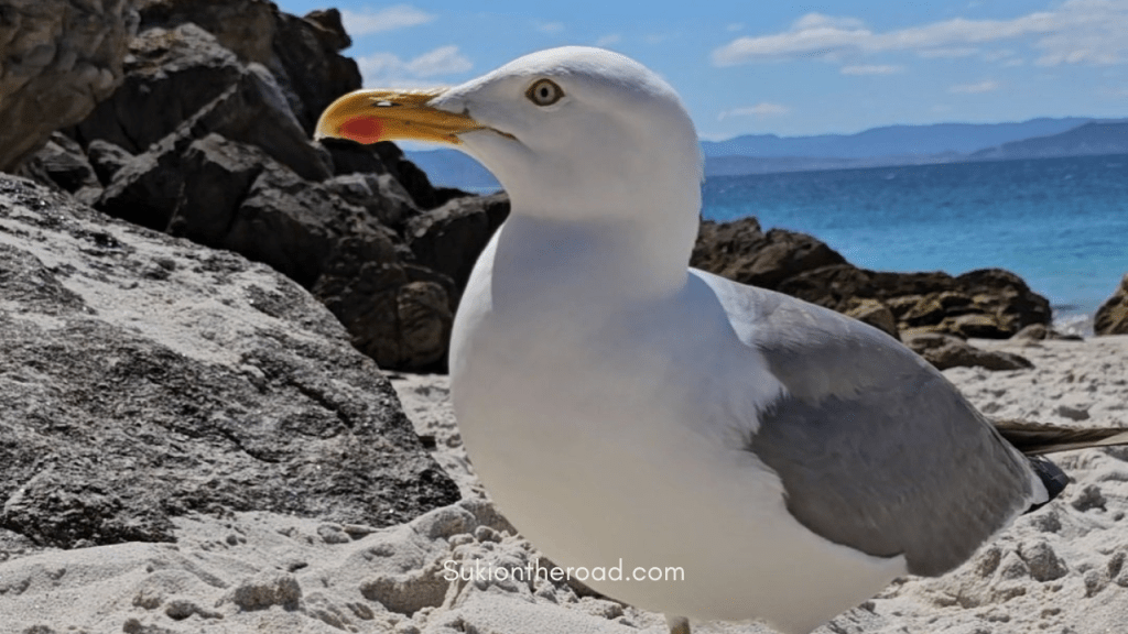 Qué ver y hacer en las Islas Cíes.Si alguna vez has soñado con viajar a un rincón del mundo donde la naturaleza sigue siendo la protagonista, las Islas Cíes son el destino perfecto. Ubicadas en la ría de Vigo, en Galicia, este pequeño archipiélago forma parte del Parque Nacional Marítimo-Terrestre de las Islas Atlánticas y es uno de los pocos lugares vírgenes que quedan en el mundo. Hoy quiero compartir contigo mi experiencia explorando este paraíso natural y todo lo que necesitas saber antes de visitarlo. Guía de Mototurismo Pontevedra, Galicia | SUKI ON THE ROAD