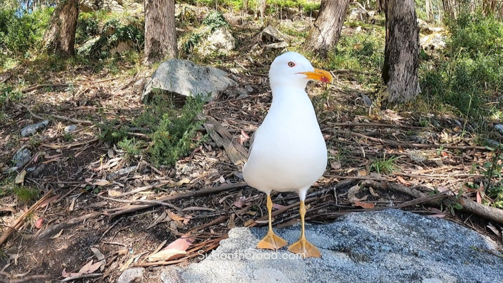 Qué ver y hacer en las Islas Cíes.Si alguna vez has soñado con viajar a un rincón del mundo donde la naturaleza sigue siendo la protagonista, las Islas Cíes son el destino perfecto. Ubicadas en la ría de Vigo, en Galicia, este pequeño archipiélago forma parte del Parque Nacional Marítimo-Terrestre de las Islas Atlánticas y es uno de los pocos lugares vírgenes que quedan en el mundo. Hoy quiero compartir contigo mi experiencia explorando este paraíso natural y todo lo que necesitas saber antes de visitarlo. Guía de Mototurismo Pontevedra, Galicia | SUKI ON THE ROAD